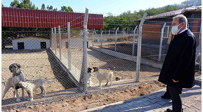 Kangallar Bu Yuvada Korunacak Toplum Gazete Abc