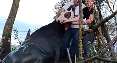 1 gün boyunca kuyuda mahsur kalan ineği kurtardılar