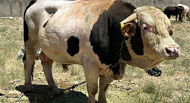 1 ton 100 kilogramlık 'Paşa' alacısını bekliyor