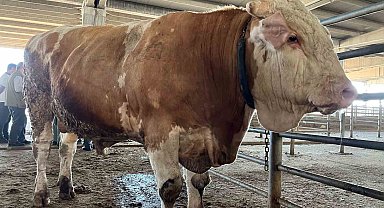 2 senede tam 4 ton yem yedi, 1 tonluk kurbanlık 120 bin liradan alıcısını bekliyor