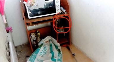 Adana'da eve giren yılan itfaiye ekipleri tarafından yakalandı