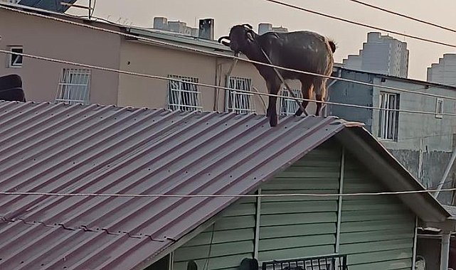 Adana'da kurbanlık keçi çatıya kaçtı