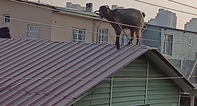 Adana'da kurbanlık keçi çatıya kaçtı