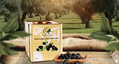 Adıyaman'da zeytinler fidana dönüyor