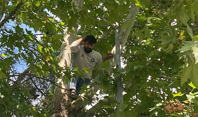 Ağaca çıkan şahıs kelepçelenip hastaneye gitmek istedi