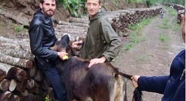 Ahırdan kaçtı, 5 gün sora 10 kilometre uzaklıkta bulundu