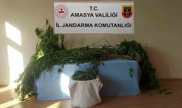 Amasya'da nehir kenarına kenevir eken 2 şahıs yakalandı