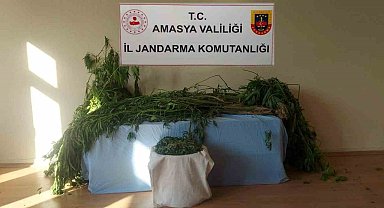 Amasya'da nehir kenarına kenevir eken 2 şahıs yakalandı