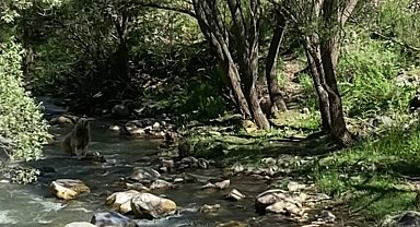 Anne bozayı ve 3 yavrusu su içti, vatandaşlar görüntüledi