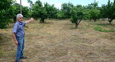 Antalya'da aşırı yağmur kirazı dalında bıraktı