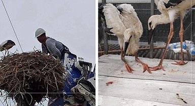ARAS EDAŞ'tan yavru leylek operasyonu