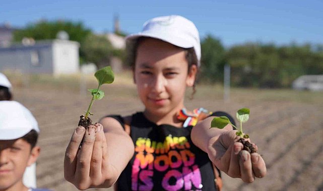 Ata tohumu ve lavantadan sonra ekinezya da Seferihisar tarımının yeni yıldızı olacak