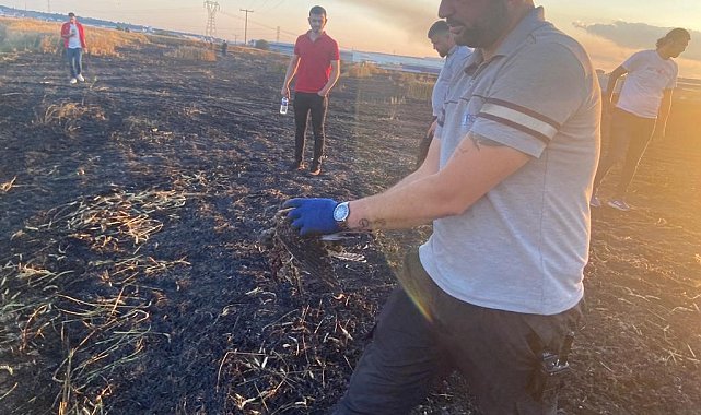 Ava çıkan atmacalar, tonlarca buğdayı küle çevirdi
