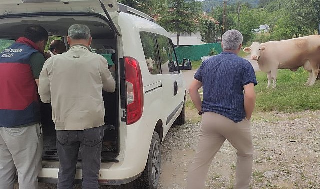 Bartın'da şap hastalığı sebebiyle 3 kilometrelik koruma bölgesi oluşturuldu