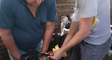 Bayram öncesi hayvanlarda aşı çalışması ve yol kontrolü