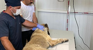 Bayramda sokak hayvanları unutulmadı