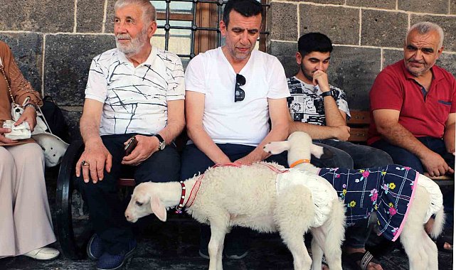 Biberonla beslediği kuzuları kültür turuna dahil oldu