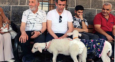 Biberonla beslediği kuzuları kültür turuna dahil oldu