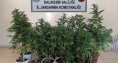 Bigadiç'te kenevir baskını