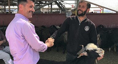 Bingöl'de kurbanlıklar için kol koparan pazarlıklar sürüyor