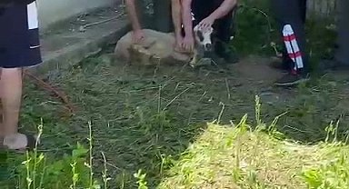 Boşluğa sıkışan koyun kurtarıldı