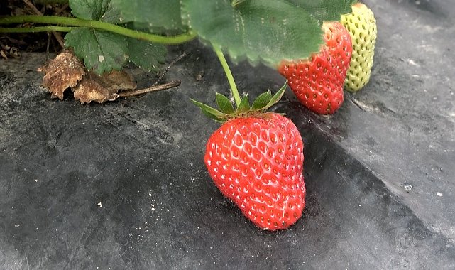 Bu çileğin pazar sorunu yok