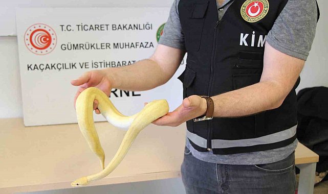 Bu kadarı da pes dedirtti: Kapıkule'de 32 kaçak yavru piton yakalandı