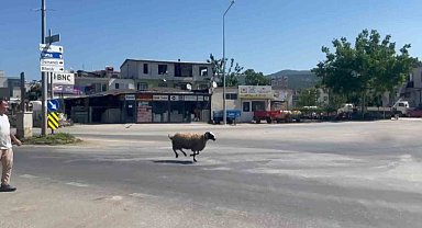 Bursa'da kurbanlık koç trafiği birbirine kattı