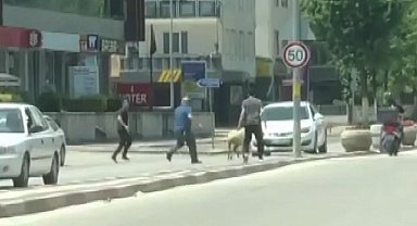 Bursa'da sahibinden kaçan koyun trafiği birbirine kattı