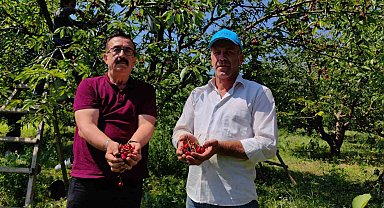 Bursa'dan Avrupa'ya kiraz ihracatı