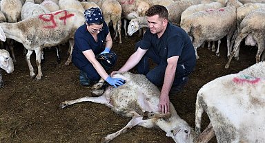 Bursa'da kurbanlıklara ultrason eşliğinde gebelik kontrolü