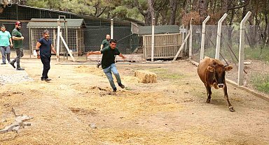 Büyükşehir Kurban Bayramı'na hazır