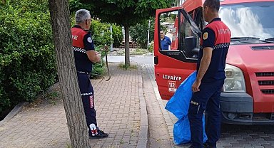 Çan'da itfaiye ekipleri yol kenarında yakaladıkları yılanı doğal ortamına bıraktı