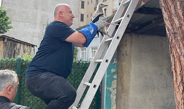 Çatıdan düşen yavru martıya vatandaşlardan şefkat eli