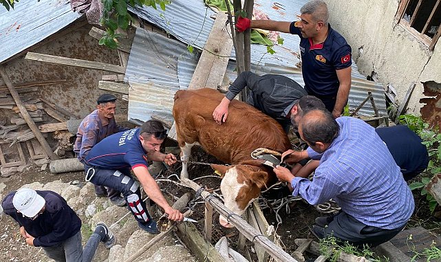 Çatıya çıkan ineği itfaiye ekipleri kurtardı