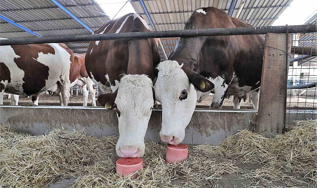 Denizli'de 646 bin hayvanın mineral ihtiyacı karşılanıyor