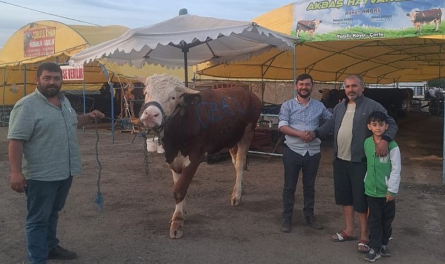 Dev dana 135 bin liradan alıcı buldu
