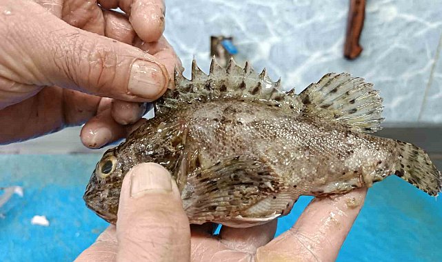 Dışı zehirli, içi lezzetli balık: İskorpit