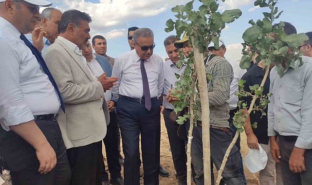 Diyarbakır'da bu yıl 200 bin fıstık aşılanması hedefleniyor