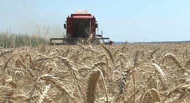 Edirne'de buğday hasadı başladı, ilk hasat yapıldı