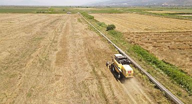 Efeler Belediyesi'nden buğday hasadı