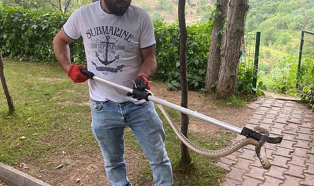 Emzirme odasında engerek yılanı paniği