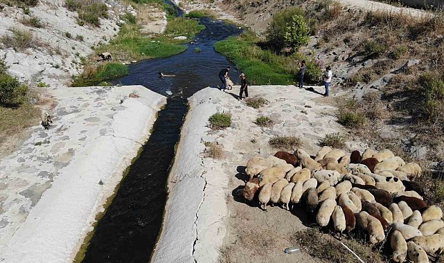 Enkaz kent Hatay'da kurbanlıklar, ırmakta serinliyor