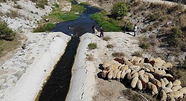 Enkaz kent Hatay'da kurbanlıklar, ırmakta serinliyor