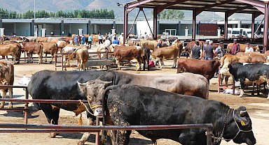 Erzincan'da kurban hareketliliği hız aldı