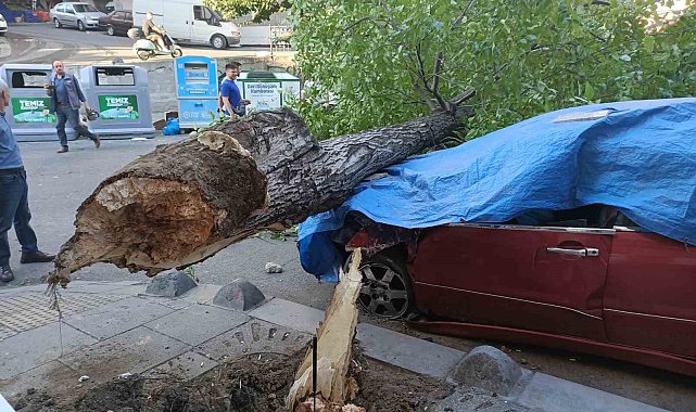 Esenler'de ceviz ağacı 2 aracın üstüne devrildi