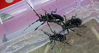 Fındıkta 'Drakula' ile mücadelede bu yıl da sürüyor