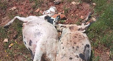 Fırtına ve yağmur 10 koyun telef etti
