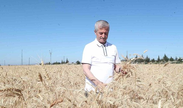 Gaziantep'te hasat sevinci