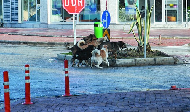 Gazipaşa'da vatandaşlar başıboş köpeklerden şikayetçi